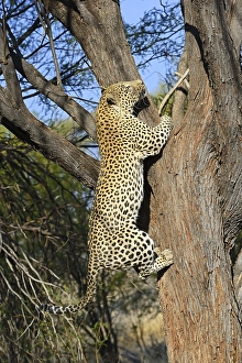 Leopard (Panthera pardus) climbing a tree