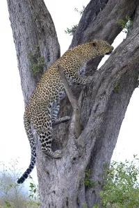 Leopard (Panthera pardus), climbing up a tree
