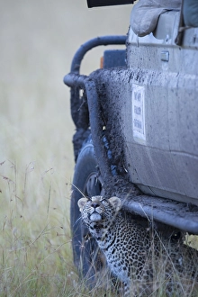 Leopard (Panthera pardus), cub hidden under a tourist car