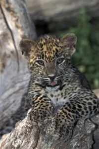Leopard (panthera pardus), Cub standing on Stump