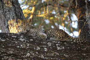 Leopard (Panthera pardus), cub in a tree