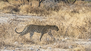 Leopard (Panthera pardus), Etosha National Park