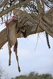 Leopard (Panthera pardus) feeding on blue wildebeest (Connochaetes taurinus) on a tree