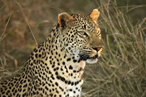 Leopard (Panthera pardus), female