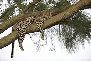 Leopard (Panthera pardus), female