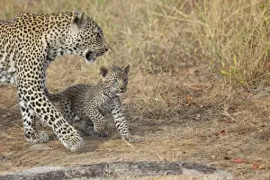 Leopard (Panthera pardus) female with cub walking in grassland