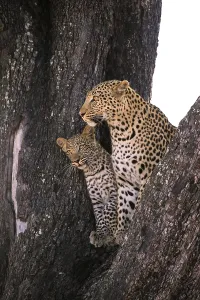 Leopard (Panthera pardus ), Female with juvenile looking out in tree
