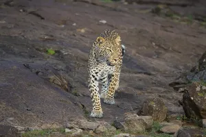 Leopard (Panthera pardus) female, Kenya, Africa