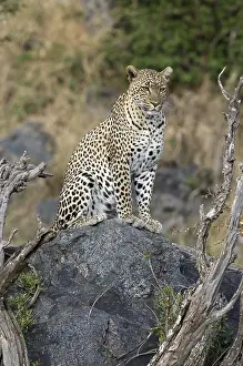 Leopard (Panthera pardus) female sitting on a rock
