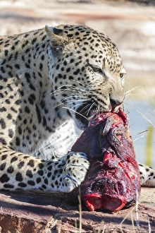 Leopard (Panthera pardus) gnawing on a chunk of meat