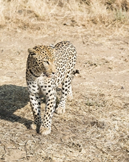 Leopard (Panthera pardus), Khomas, Namibia, Africa