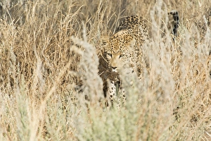 Leopard (Panthera pardus), Khomas, Namibia, Africa