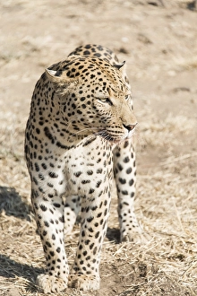Leopard (Panthera pardus), Khomas, Namibia, Africa