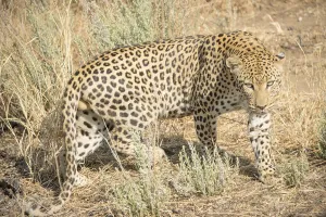 Leopard (Panthera pardus), Khomas, Namibia, Africa