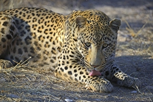 Leopard (Panthera pardus), Khomas Region