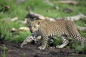 Leopard (Panthera pardus), Kruger National Park