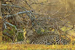 Leopard, Panthera pardus, leopardo