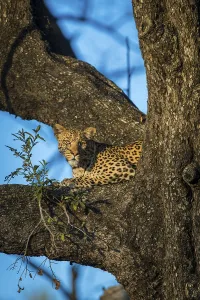 Leopard (Panthera pardus) lies in the attentive tree