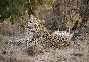 Leopard (Panthera pardus) lying in dry grass