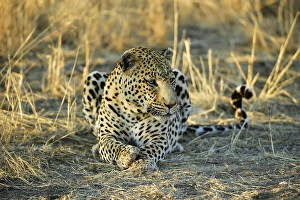 Leopard (Panthera Pardus) lying, Namibia, Africa