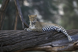 Leopard (Panthera pardus), lying on tree trunk but alert