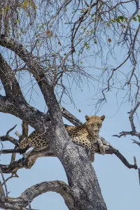 Leopard (Panthera pardus) lying in a tree watching out