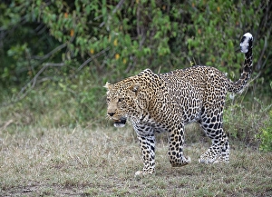 Leopard (Panthera pardus), male