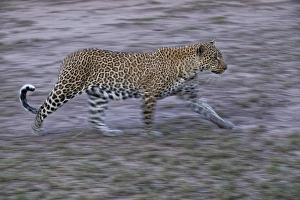 Leopard (Panthera pardus), male