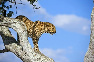 Leopard (Panthera pardus), Masai Mara Nature Reserve