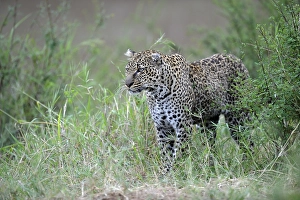 Leopard (Panthera pardus), Masia Mara