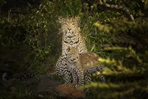Leopard (Panthera pardus), mother with cub