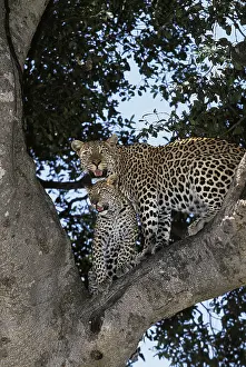 Leopard (panthera pardus), Mother and Cub standing in Tree