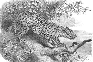Leopard (Panthera pardus), also panther or panther