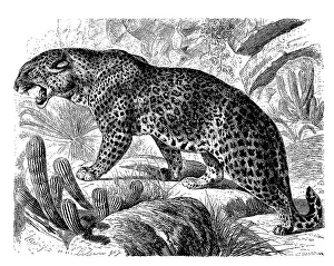 Leopard (Panthera pardus), also panther or panther