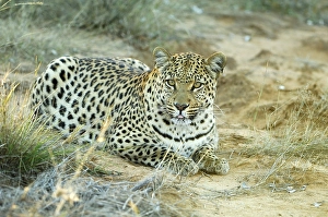 Leopard (Panthera pardus) resting in the evening light Portrait