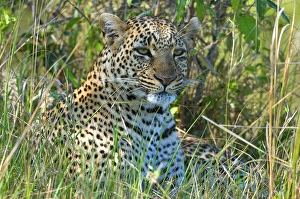 Leopard (Panthera pardus), resting in the grass