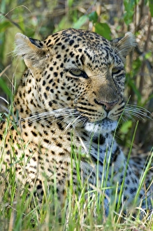 Leopard (Panthera pardus), resting in the grass