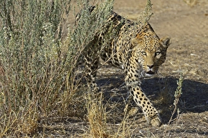 Leopard (Panthera pardus) roaming its territory
