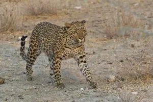 Leopard (Panthera pardus) roams his territory