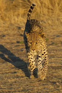Leopard (Panthera pardus), running