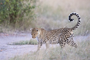 Leopard (Panthera pardus) in the savannah