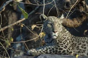 Leopard (Panthera pardus), Savute