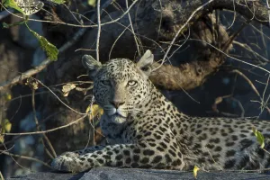 Leopard (Panthera pardus), Savute