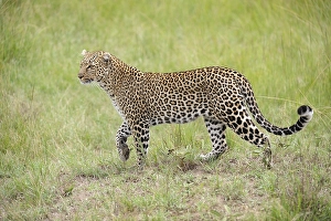 Leopard (Panthera pardus) searching for prey