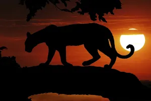 Leopard (panthera pardus), Silhouette in a Tree at Sunset