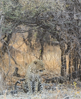Leopard (Panthera pardus) sitting under a dry tree on stony ground
