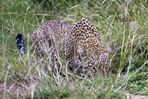 Leopard (Panthera pardus) sneaks up on the grass