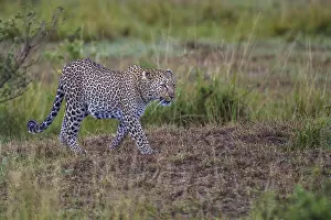 Leopard (Panthera pardus), South Africa
