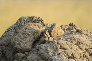 Leopard (Panthera pardus), stalking