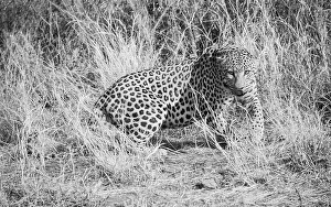 Leopard (Panthera pardus) stirred up in the tall grass